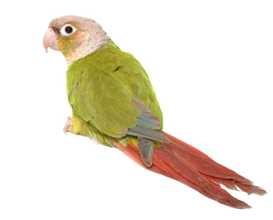 Tratamiento del dolor neuropático